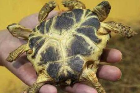 tartarughe con 2 teste 6 zampe Tartaruga con 6 zampe e ben 2 teste| FOTO/VIDEO