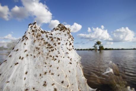 Australia, Ragni creano ragnatela più grande del mondo