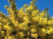 scelta Marzo