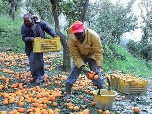 Apartheid Calabria: La Coca Cola non abbandona la Piana di Rosarno. La sfida in Parlamento