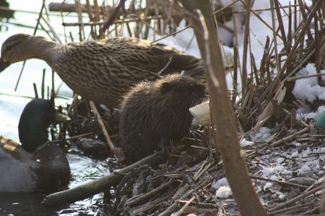 http://www.tursiops-biology.com/images/foto%20sito/nutriee05feb12%20%285%29.jpg INSERIRE LA NUTRIA TRA LE SPECIE CACCIABILI: E’ SCIENTIFICAMENTE UNA PURA FOLLIA!