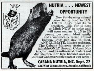 DI NUOVO LA NUTRIA COME PELLICCIA E CARNE?