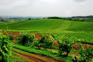 Tempo di potatura vite : Da Pavia Fabio Bianco ci spiega il mercato dei vigneti !