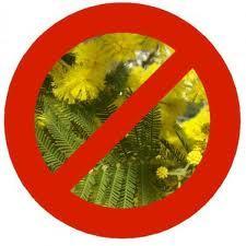 no mimose