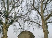 Alberi monumentali, platani Castellanza (VA)