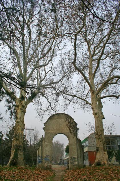 Alberi monumentali, i platani di Castellanza (VA)