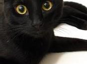 Storia shock: gatto mangia padrone