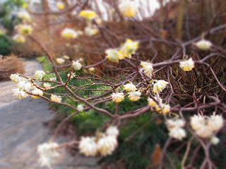 Il profumo dell' Edgeworthia in fiore