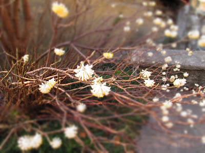 Il profumo dell' Edgeworthia in fiore
