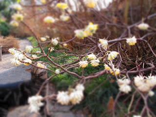 Il profumo dell' Edgeworthia in fiore