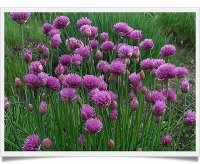 Allium Cepa