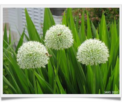 Allium Cepa