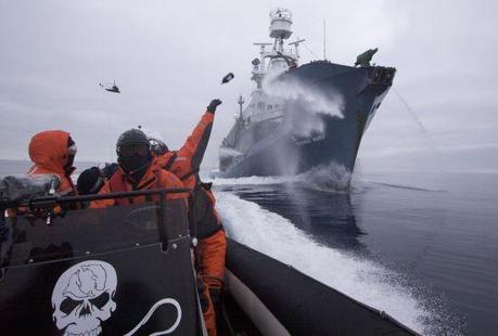 Evviva! La flotta baleniera giapponese si ritira dall'Antartico (pressata dalle navi di Sea Sheperd)