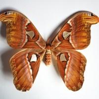 attacus_atlas