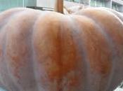 Pomeriggio zucca