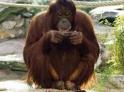 Orango annoiato gioca l’iPad
