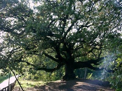 LA QUERCIA DI PINOCCHIO