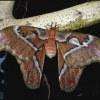 Fotografata sull’Himalaya la farfalla gigante Cobra