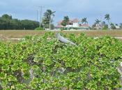 ‘Siamoappenatornati’, racconti fotografici viaggio: Caraibi magici Costa Atlantica (IV). Grand Cayman.