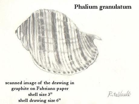 DISEGNARE UNA CONCHIGLIA:UN'ALTRA SFIDA!