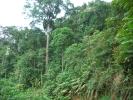 Salvati 100.000 ettari di foresta in Kenya