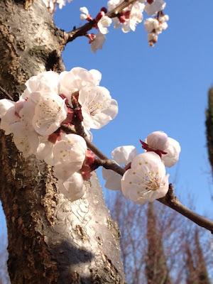 E' primavera, svegliatevi bambine.....