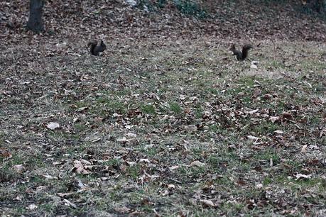 sun, bubbles and squirrels at Schounbrunn palace!