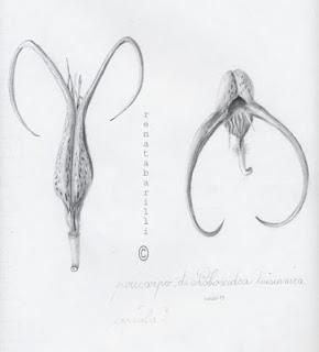 Proboscidea louisianica - fam. Pedaliaceae - una quasi carnivora
