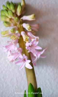 Un paio di scatti a: Fiori di giacinto