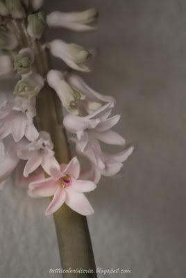 Un paio di scatti a: Fiori di giacinto