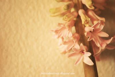 Un paio di scatti a: Fiori di giacinto