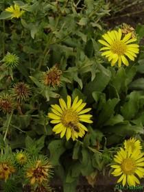 Fitoterapia si : Grindelia e tosse .