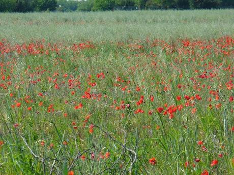 Voglia di primavera... Olè!!!