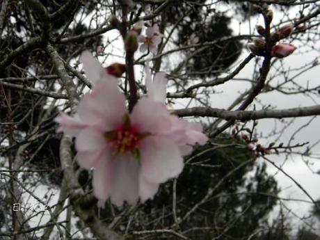 La Primavera nei geni del crescione e nella proteina Toc1