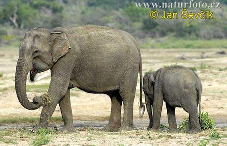 No, perché l'elefante...