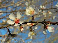 La primavera è già arrivata!