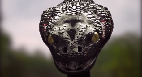 “Anaconda 3 – La nuova stirpe” (“Anaconda 3:The Offspring”)