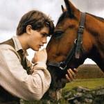 War Horse 13