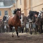 War Horse 06