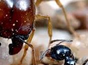 Formiche all'attacco