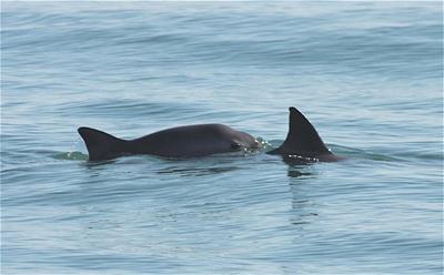 Fotografare il Vaquita ne aiuta la conservazione