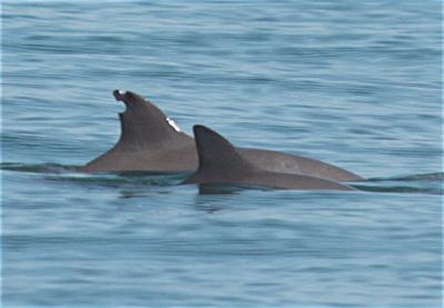 Fotografare il Vaquita ne aiuta la conservazione