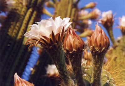 Ischigualasto il luogo ove tramonta la luna, formazione geologica appartenente all'epoca del Triassico.
