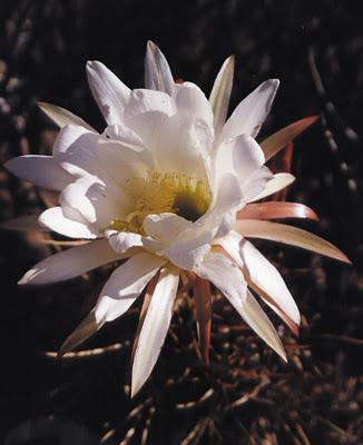 Ischigualasto il luogo ove tramonta la luna, formazione geologica appartenente all'epoca del Triassico.