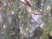 Giardini senza polline