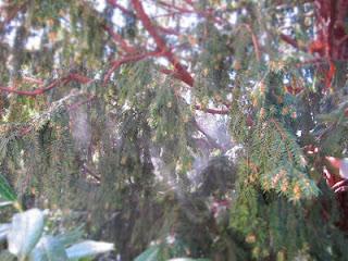 Giardini senza polline