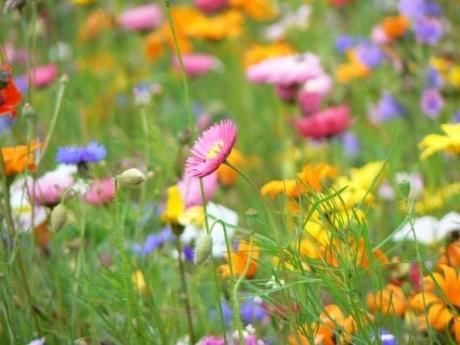 Festeggia la Primavera a tavola, una proposta tra colore e stagione