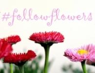 Muhlenbergia capillaris #followflowers