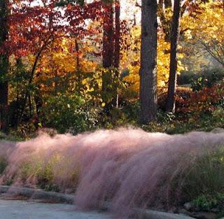 Muhlenbergia capillaris #followflowers
