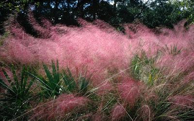 Muhlenbergia capillaris #followflowers